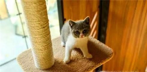 三个方法训练猫咪不跳上床