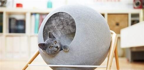 三个方法训练猫咪不跳上床