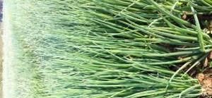 香葱的保鲜方法