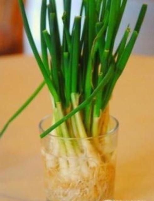 香葱的保鲜方法