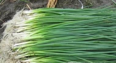 香葱的保鲜方法