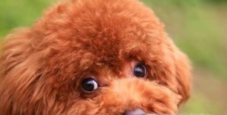 泰迪狗走丢了怎么办?