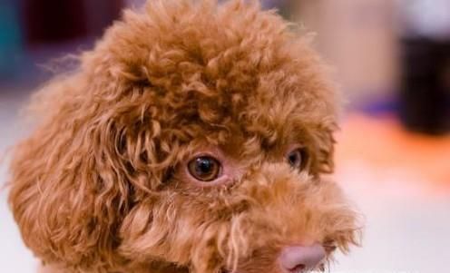 泰迪狗走丢了怎么办?