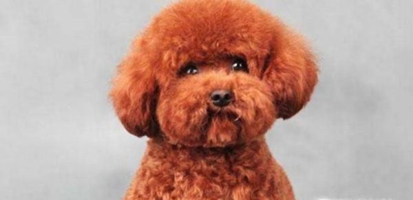 泰迪狗走丢了怎么办?