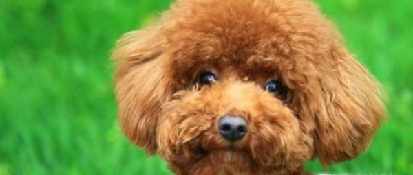 泰迪狗走丢了怎么办?