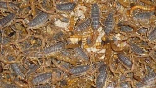 怎样才能养好蝎子