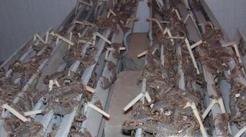 怎样才能养好蝎子