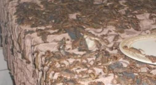 怎样才能养好蝎子