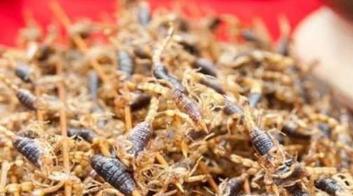 怎样才能养好蝎子