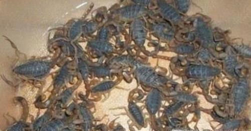 怎样才能养好蝎子