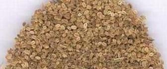 胡萝卜种植时间和方法