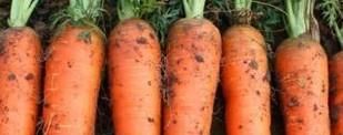 胡萝卜种植时间和方法