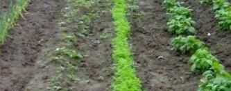 胡萝卜种植时间和方法