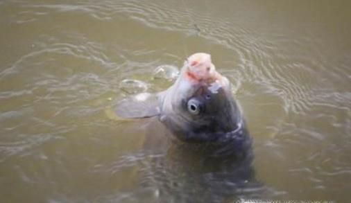 怎么用蒜钓鱼，钓鱼的技巧？