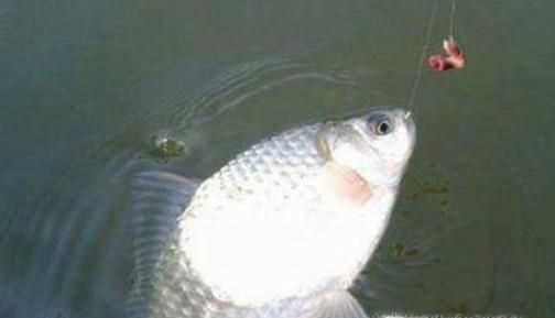 怎么用蒜钓鱼，钓鱼的技巧？