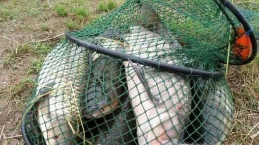 怎么用蒜钓鱼，钓鱼的技巧？