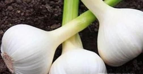 怎么用蒜钓鱼，钓鱼的技巧？