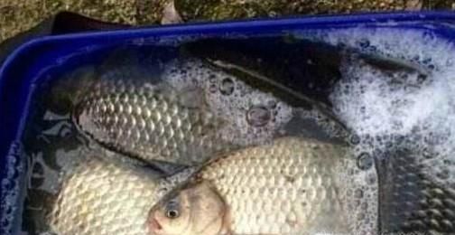 怎么用蒜钓鱼，钓鱼的技巧？