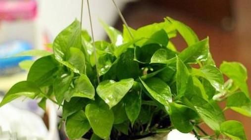 新房除甲醛有效的方法汇总