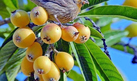 怎么摘树上的枇杷