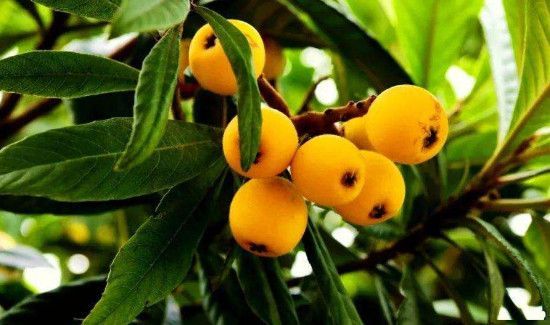 怎么摘树上的枇杷