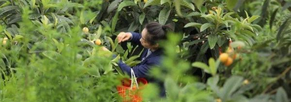 怎么摘树上的枇杷