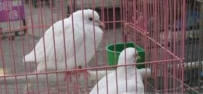 白斑鸠如何分辨公母