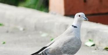 白斑鸠如何分辨公母