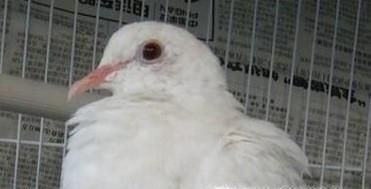 白斑鸠如何分辨公母