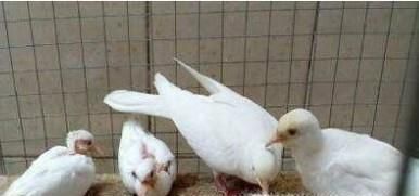 白斑鸠如何分辨公母