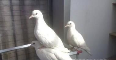 白斑鸠如何分辨公母