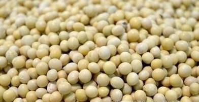 4大方面解析干豌豆与干黄豆的区别