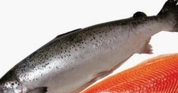 如何区别真假三文鱼（假的三文鱼是虹鳟鱼！）