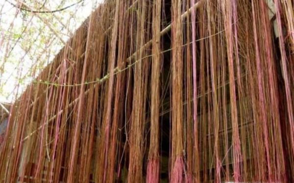 一帘幽梦植物怎么养