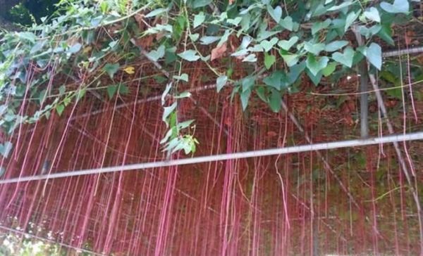 一帘幽梦植物怎么养