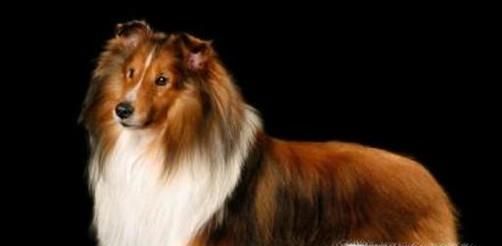 狗狗细小好了之后要注意什么