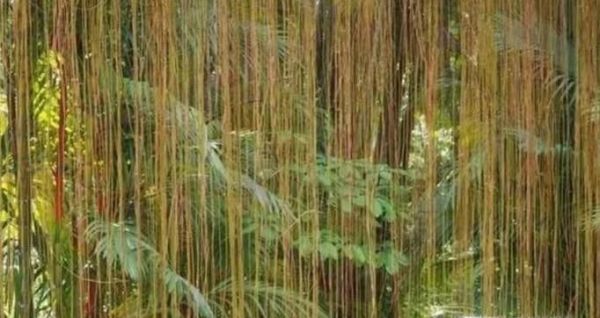 一帘幽梦植物怎么养