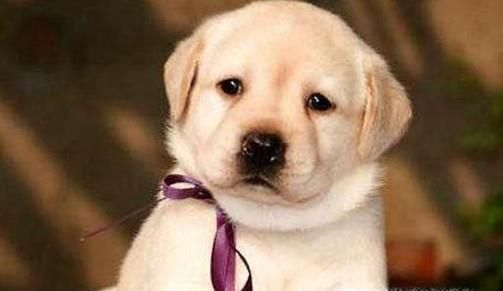 狗狗细小好了之后要注意什么