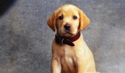 狗狗细小好了之后要注意什么