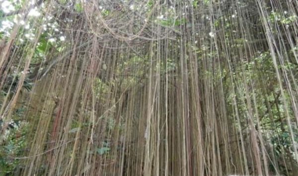 一帘幽梦植物怎么养