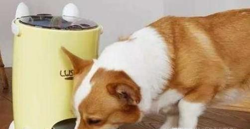 狗狗细小好了之后要注意什么