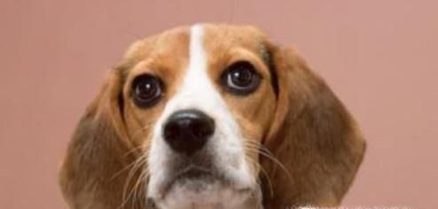 狗狗细小好了之后要注意什么