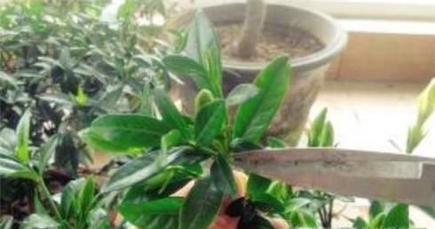 栀子花换盆后怎么管理