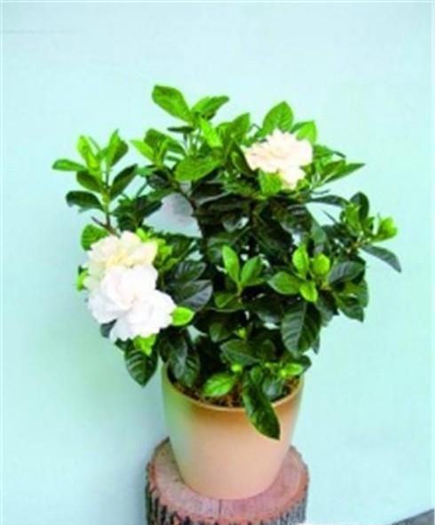 栀子花换盆后怎么管理