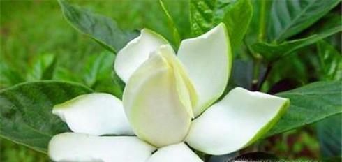 栀子花换盆后怎么管理