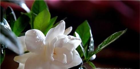 栀子花换盆后怎么管理