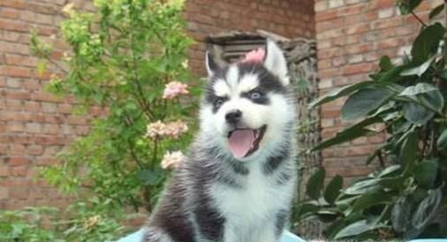 怎样训练哈士奇大小便