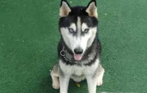 怎样训练哈士奇大小便