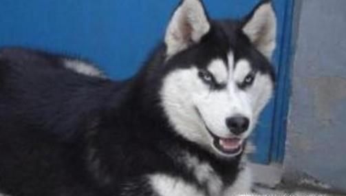 怎样训练哈士奇大小便