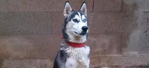 怎样训练哈士奇大小便